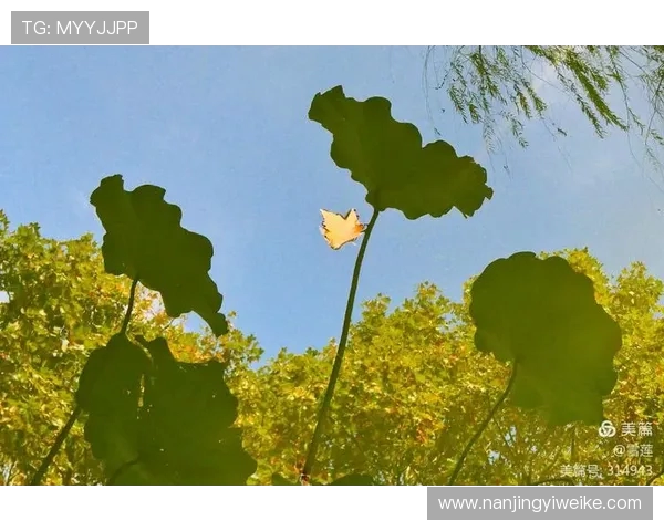 重庆羽毛球队在钻石联赛中的辉煌历程与突破成就全景回顾